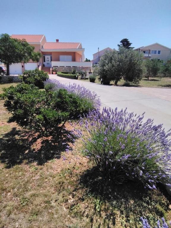 Maslina Vrsi Exterior foto